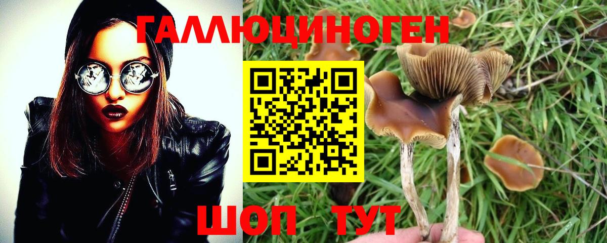 Алексеевка  Галлюциногенные грибы Psilocybine cubensis  Вход с VPN 